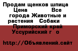 Продам щенков шпица › Цена ­ 25 000 - Все города Животные и растения » Собаки   . Приморский край,Уссурийский г. о. 